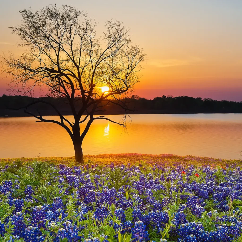 tree with sunset